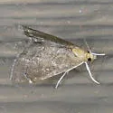 Stegea eripalis - Hodges#4864 - photo 5
