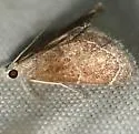 Stegea minutalis - Hodges#4862