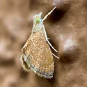 Stegea minutalis - Hodges#4862 - photo 2
