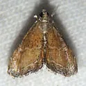Stegea minutalis - Hodges#4862 - photo 3