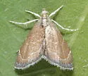 Stegea minutalis - Hodges#4862 - photo 4