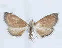 Stegea minutalis - Hodges#4862 - photo 5
