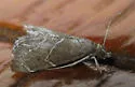 Stegea salutalis - Hodges#4865