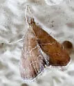 Stegea salutalis - Hodges#4865 - photo 2
