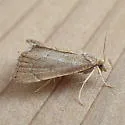Stegea salutalis - Hodges#4865 - photo 3