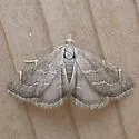 Stegea salutalis - Hodges#4865 - photo 4