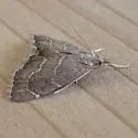 Stegea salutalis - Hodges#4865 - photo 5