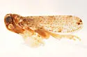 Stegocixius lochites