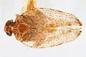 Stegocixius lochites - photo 2