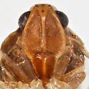 Stegocixius lochites - photo 3