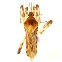 Steinovelia stagnalis
