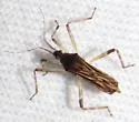 Steinovelia stagnalis - photo 4
