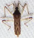 Steinovelia stagnalis - photo 5