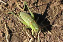 Noisy Shieldback - photo 2