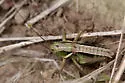 Three-lined Shieldback - photo 2