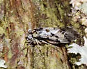 Steleops elegans