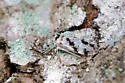 Steleops elegans - photo 2