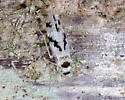 Steleops elegans - photo 3