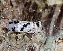 Steleops elegans - photo 4