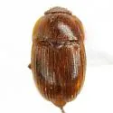 Stelidota coenosa