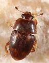Stelidota coenosa - photo 2