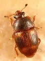 Stelidota coenosa - photo 3