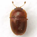 Stelidota coenosa - photo 4