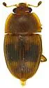 Stelidota coenosa - photo 5