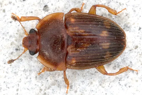 Strawberry Sap Beetle