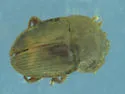 Stelidota octomaculata