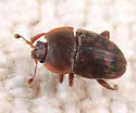 Stelidota octomaculata - photo 4
