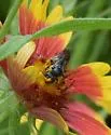 Stelis diversicolor - photo 4