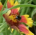 Stelis diversicolor - photo 5
