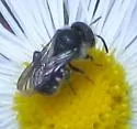 Stelis lateralis