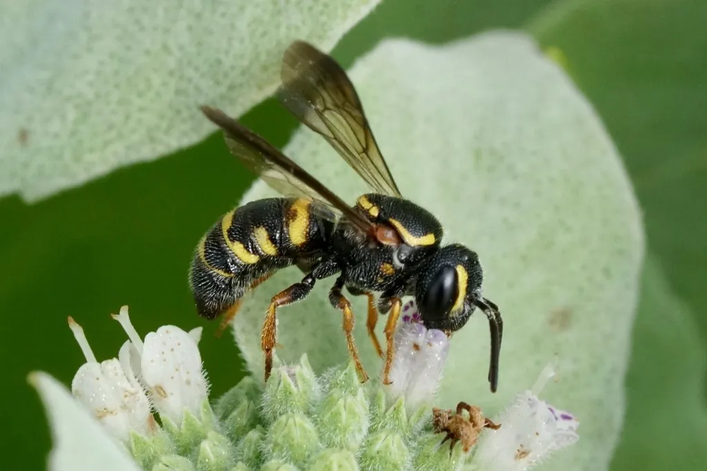 Stelis louisae - photo 2