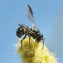 Stelis perpulchra - photo 2