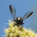 Stelis perpulchra - photo 3
