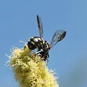 Stelis perpulchra - photo 4