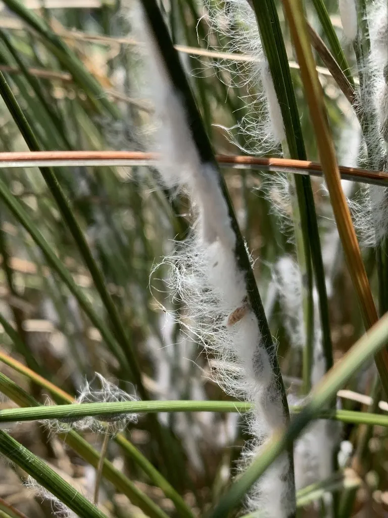 Stemmatomerinx acircula - photo 2
