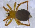 Stemmops bicolor