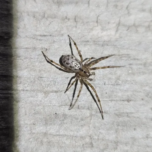 Stemonyphantes blauveltae - Stemonyphantes blauveltae