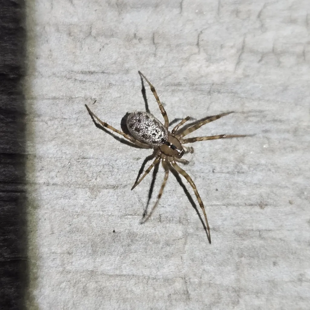 Stemonyphantes blauveltae - photo 2