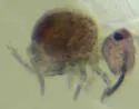 Stenacidia violacea