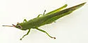 Glassy-winged Toothpick Grasshopper