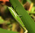 Glassy-winged Toothpick Grasshopper - photo 2