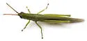 Glassy-winged Toothpick Grasshopper - photo 3