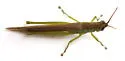 Glassy-winged Toothpick Grasshopper - photo 4