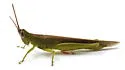 Glassy-winged Toothpick Grasshopper - photo 5