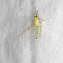Stenacron candidum - photo 4