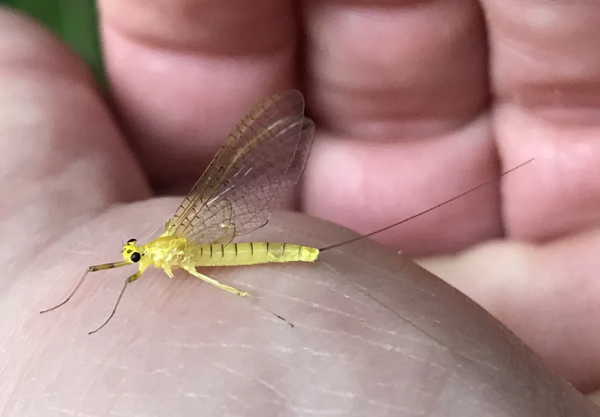 Stenacron carolina